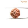 6 Mukhi Rudraksha Nepal (20.01 Mm) 13 6-Mukhi-Rudraksha-Nepal-20.01-Mm-Sp-C.jpg