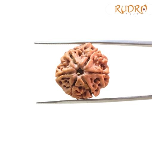 6-Mukhi-Rudraksha-Nepal-20.01-Mm-Sp-C.jpg