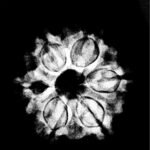 6-Mukhi-Rudraksha-Nepal-20.01-Mm-X-Ray.jpg