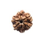 6 Mukhi Rudraksha Nepal (20.04 Mm )
