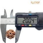 6 Mukhi Rudraksha Nepal (20.04 Mm )