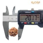 6 Mukhi Rudraksha Nepal (20.17 Mm )