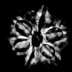 6 Mukhi Rudraksha Nepal (20.17 Mm ) X-Ray