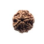 6 Mukhi Rudraksha Nepal (20.42 Mm )