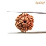 6-Mukhi-Rudraksha-Nepal-20.50-MM-FP-C.jpg