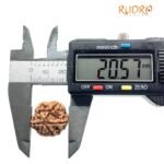 6 Mukhi Rudraksha Nepal (20.57 Mm )