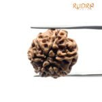 6 Mukhi Rudraksha Nepal (20.57 Mm )