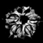 6 Mukhi Rudraksha Nepal (20.57 Mm ) X-Ray