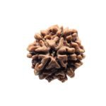 6 Mukhi Rudraksha Nepal (20.85 Mm )