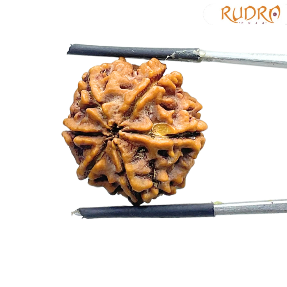 6 Mukhi Rudraksha Nepal (20.85 mm )
