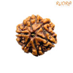 6 Mukhi Rudraksha Nepal (20.85 mm )