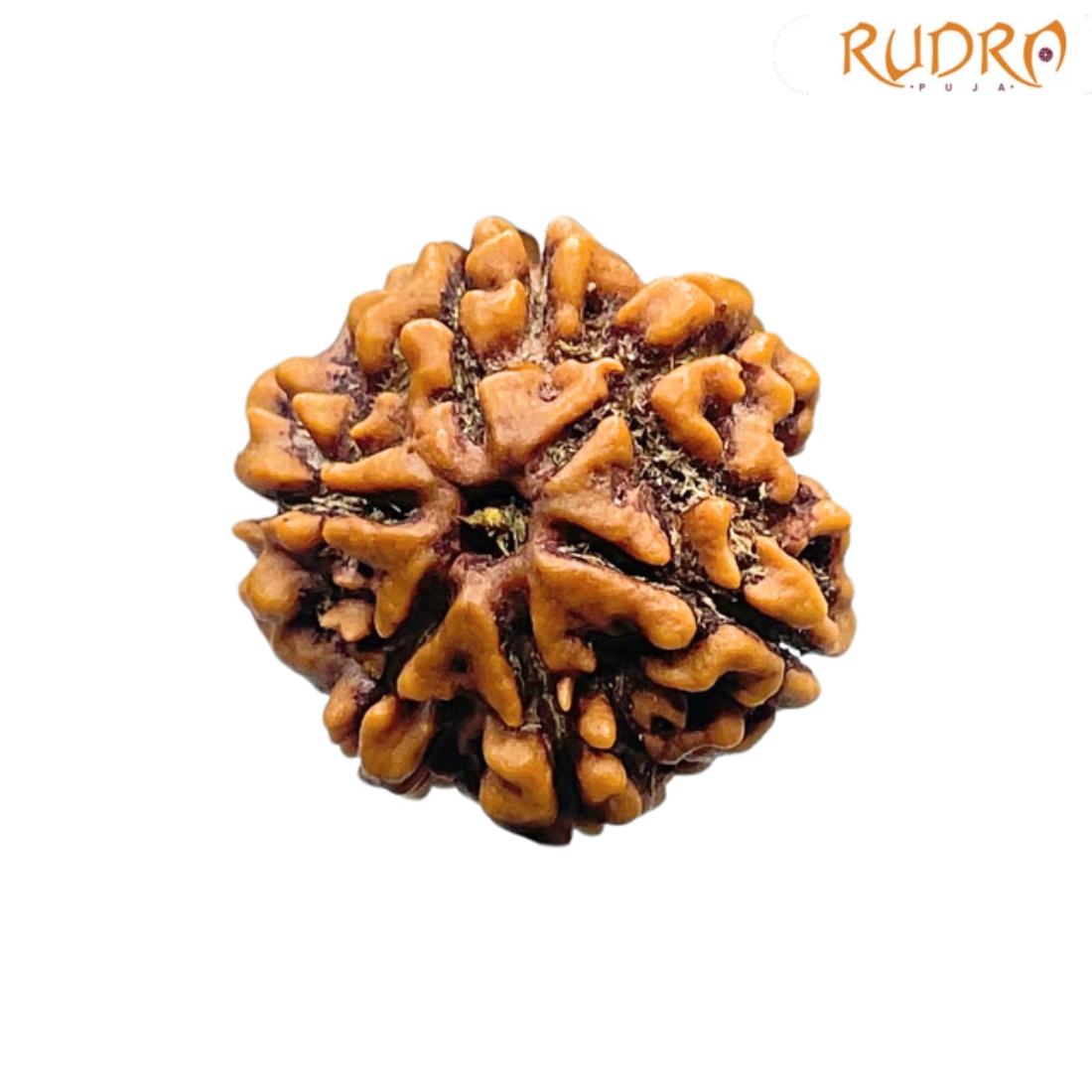 6 Mukhi Rudraksha Nepal (20.85 mm )