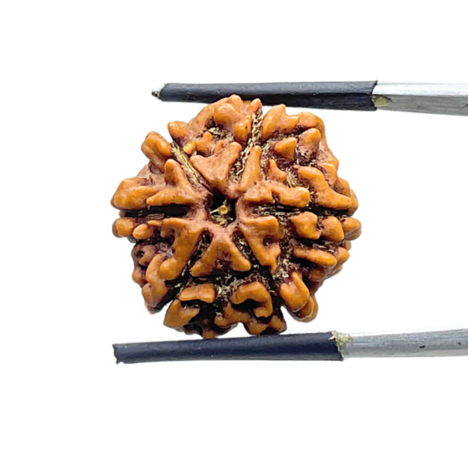 6 Mukhi Rudraksha Nepal (20.85 mm )