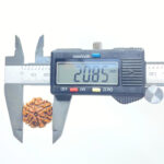 6 Mukhi Rudraksha Nepal (20.85 mm )