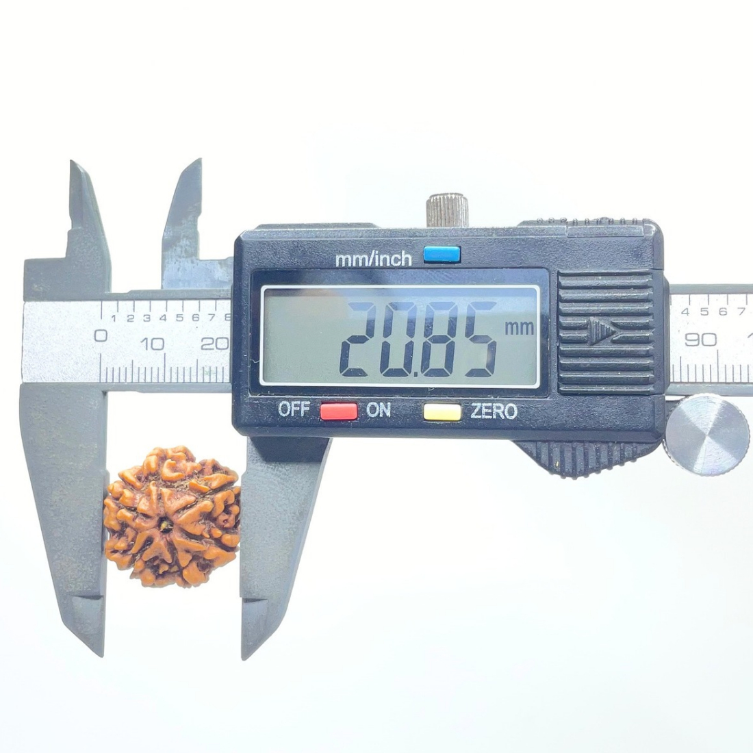6 Mukhi Rudraksha Nepal (20.85 mm )