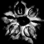 6 Mukhi Rudraksha Nepal (20.85 Mm ) X-Ray
