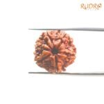 6-Mukhi-Rudraksha-Nepal-20.88-Mm-Bp-C.jpg