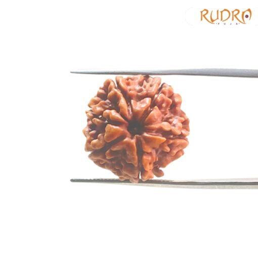 6-Mukhi-Rudraksha-Nepal-20.88-Mm-Bp-C.jpg