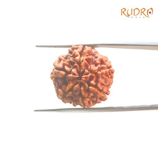 6-Mukhi-Rudraksha-Nepal-20.88-Mm-Fp-C.jpg