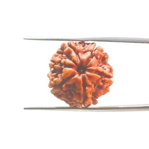6-Mukhi-Rudraksha-Nepal-20.88-Mm-Mp-C.jpg
