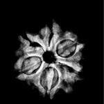 6-Mukhi-Rudraksha-Nepal-20.88-Mm-X-Ray-C.jpg