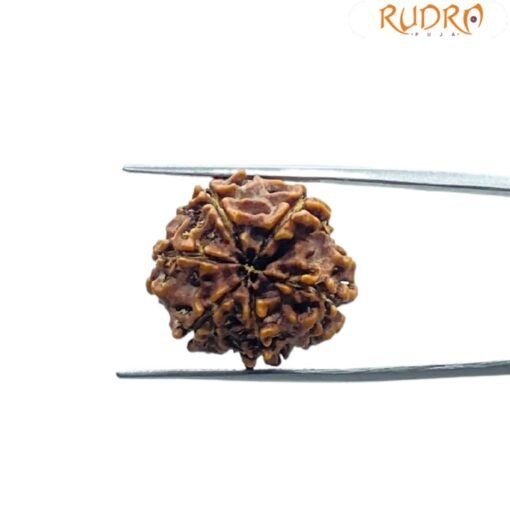 6 Mukhi Rudraksha Nepal (21.18 MM)