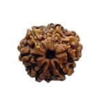 6 Mukhi Rudraksha Nepal (21.18 Mm)