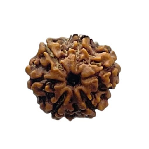 6 Mukhi Rudraksha Nepal (21.18 MM)