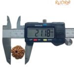 6 Mukhi Rudraksha Nepal (21.18 Mm)