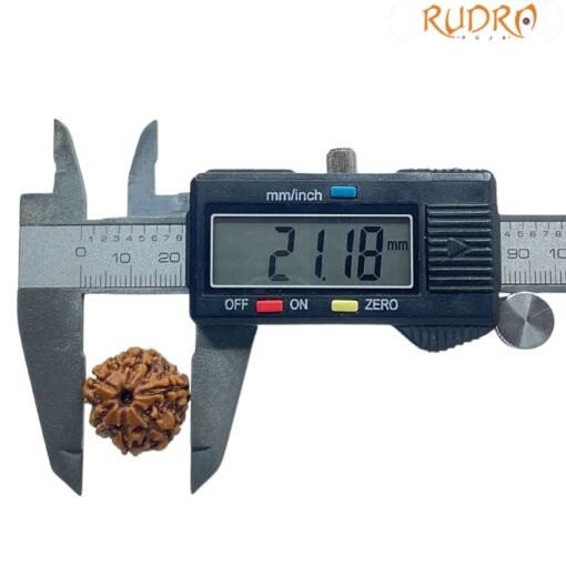 6 Mukhi Rudraksha Nepal (21.18 MM)