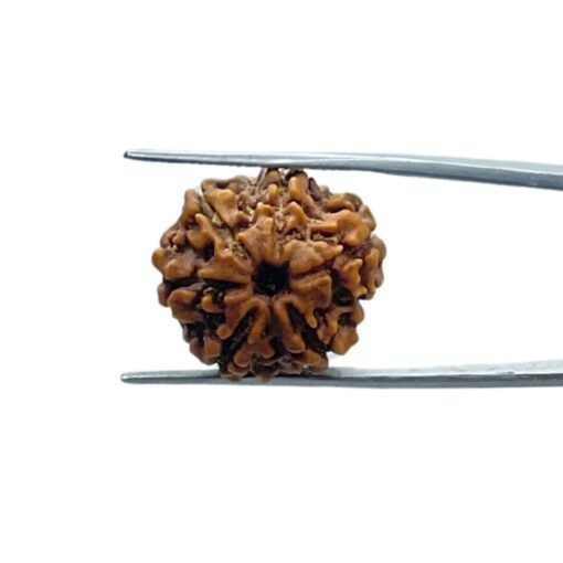 6 Mukhi Rudraksha Nepal (21.18 Mm)