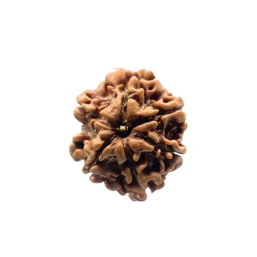 6 Mukhi Rudraksha Nepal (21.27 mm )