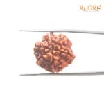 6-Mukhi-Rudraksha-Nepal-21.32-Mm-Bp-C.jpg