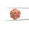 6-Mukhi-Rudraksha-Nepal-21.32-Mm-Mp-C.jpg