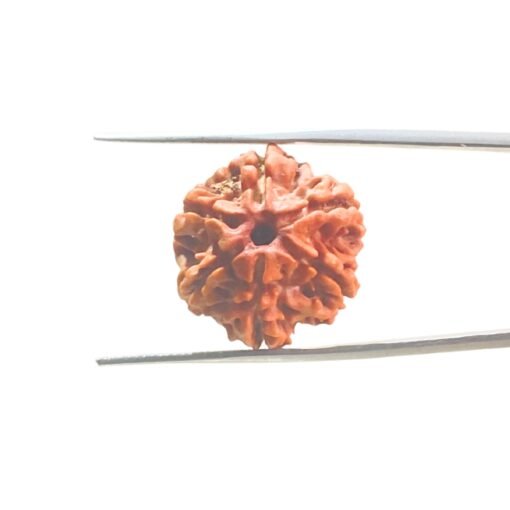 6-Mukhi-Rudraksha-Nepal-21.32-Mm-Mp-C.jpg