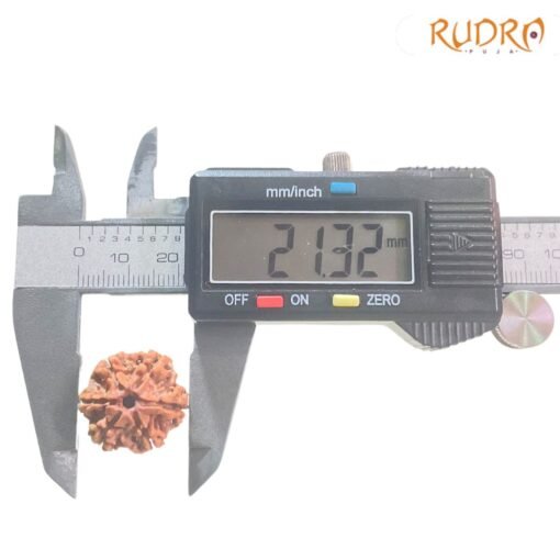 6-Mukhi-Rudraksha-Nepal-21.32-Mm-Op-C.jpg