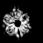 6-Mukhi-Rudraksha-Nepal-21.32-Mm-X-Ray.jpg