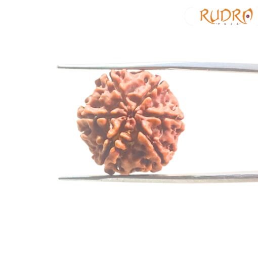6-Mukhi-Rudraksha-Nepal-21.35-Mm-Fp-C.jpg