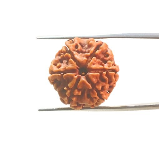 6-Mukhi-Rudraksha-Nepal-21.35-Mm-Mp-C.jpg