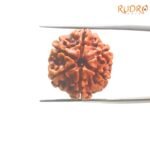 6-Mukhi-Rudraksha-Nepal-21.35-Mm-Op-C.jpg