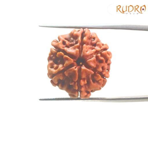 6-Mukhi-Rudraksha-Nepal-21.35-Mm-Op-C.jpg
