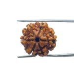 6 Mukhi Rudraksha Nepal (21.35MM)