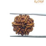 6 Mukhi Rudraksha Nepal (21.35MM)