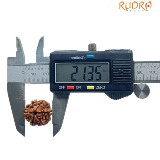 6 Mukhi Rudraksha Nepal (21.35MM)