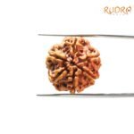 6-Mukhi-Rudraksha-Nepal-21.38-MM-BP-C.jpg