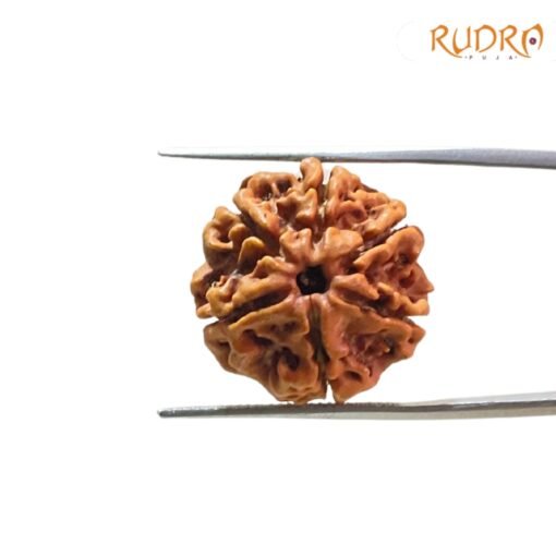 6-Mukhi-Rudraksha-Nepal-21.38-Mm-Fp-C.jpg