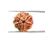 6-Mukhi-Rudraksha-Nepal-21.38-MM-MP-C.jpg