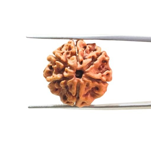 6-Mukhi-Rudraksha-Nepal-21.38-Mm-Mp-C.jpg