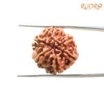 6-Mukhi-Rudraksha-Nepal-21.50-Mm-Bp-C.jpg