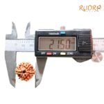 6-Mukhi-Rudraksha-Nepal-21.50-Mm-Op-C.jpg